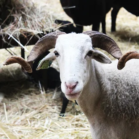 Madre De Agua Rural De Charme