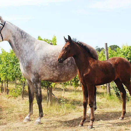Madre De Agua Rural De Charme ゴウヴェイア